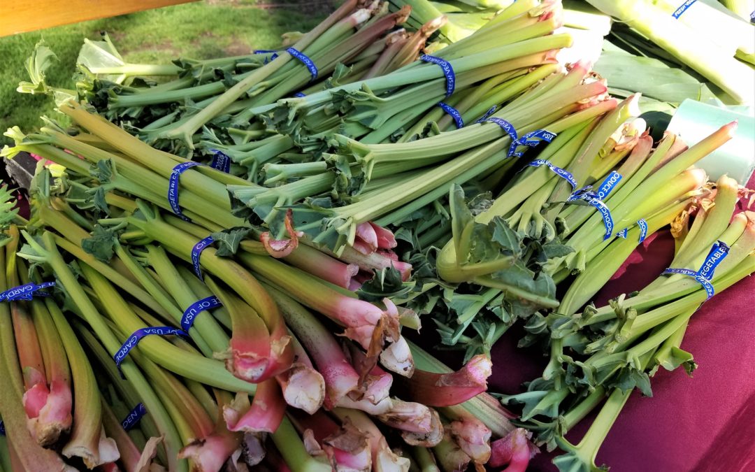 It’s Rhubarb Season!